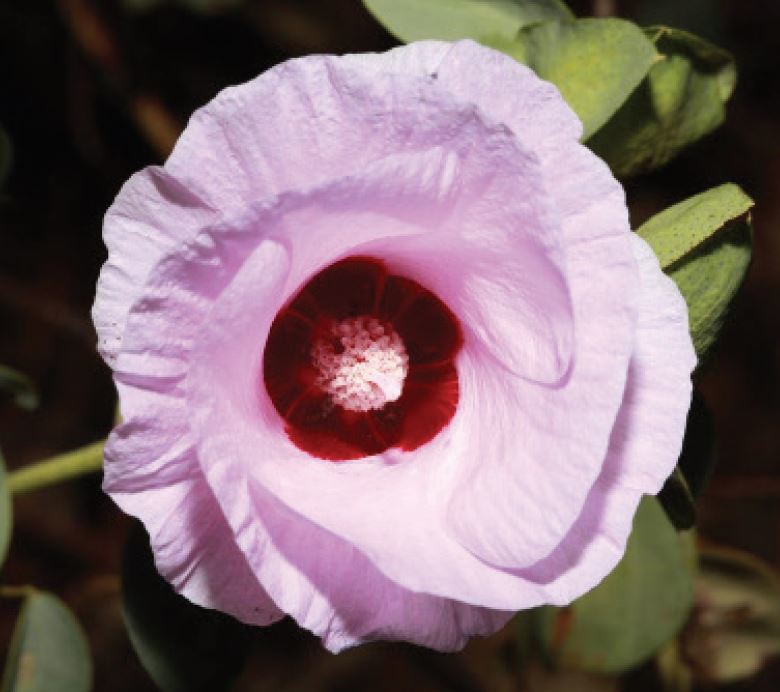 Sorry Day Flower